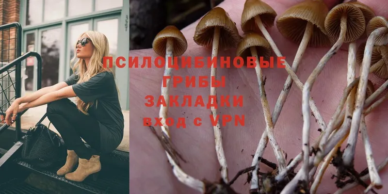 магазин продажи   Льгов  Галлюциногенные грибы Psilocybe 